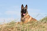 MALINOIS 087